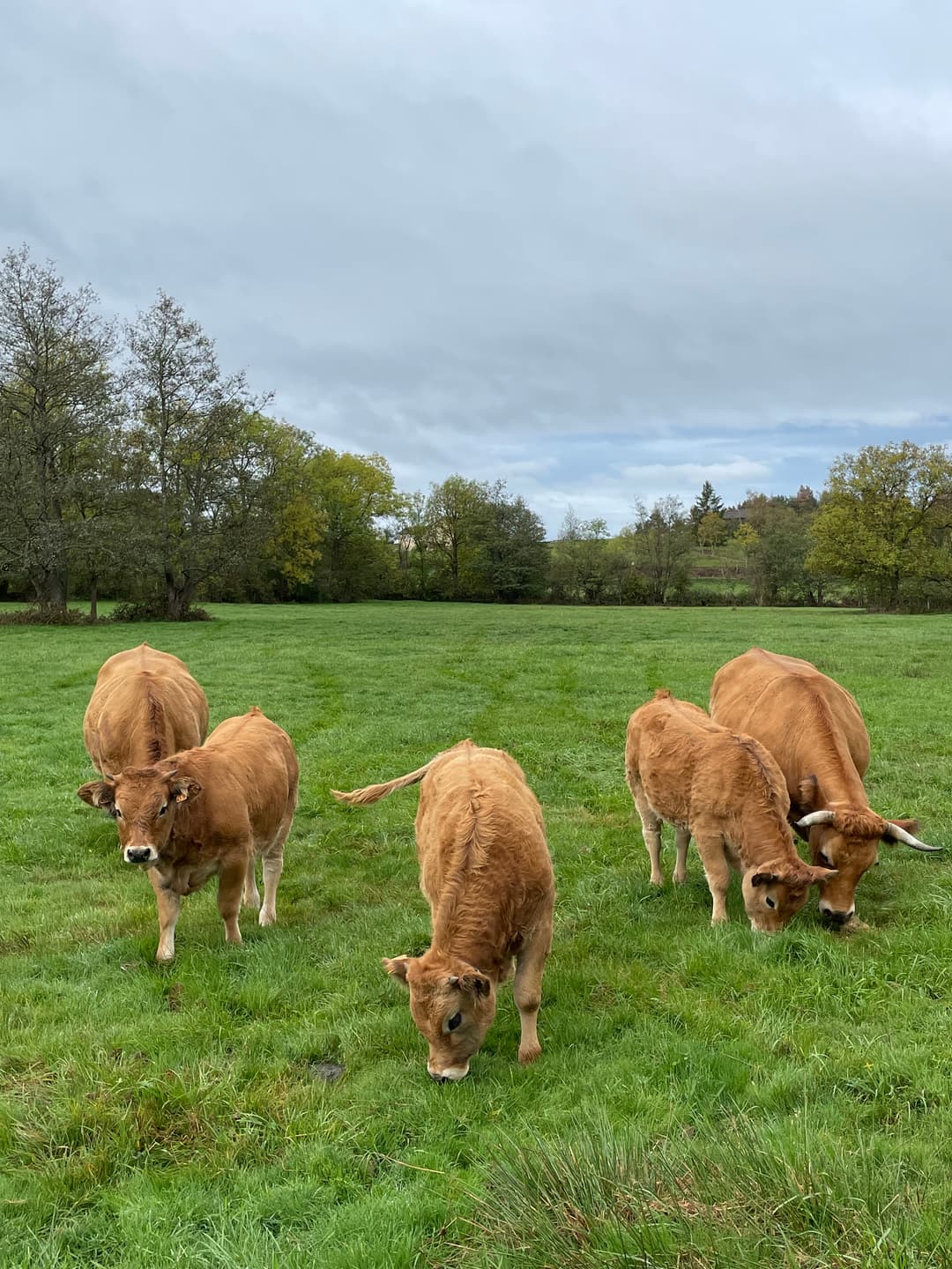 Image of animals